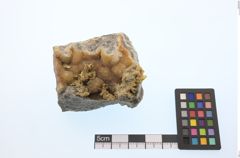 Foto von Gold (NHMW-MIN-Aa2521)